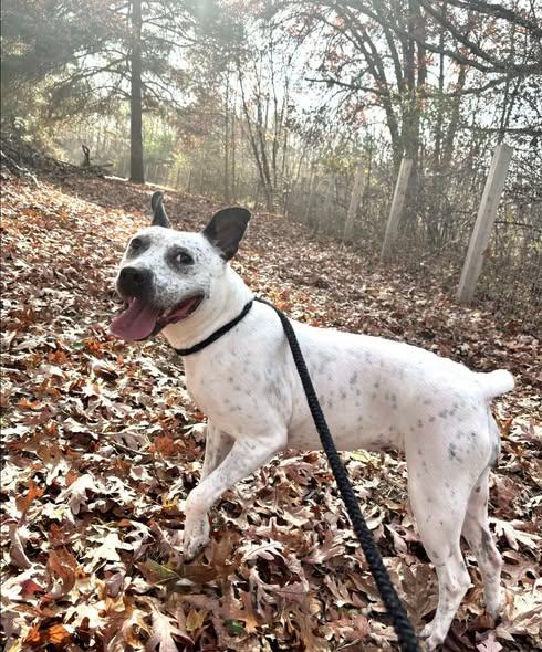 Arabella- Please help Foster Needed!, ADOPTABLE, Adult Female Cattle Dog.