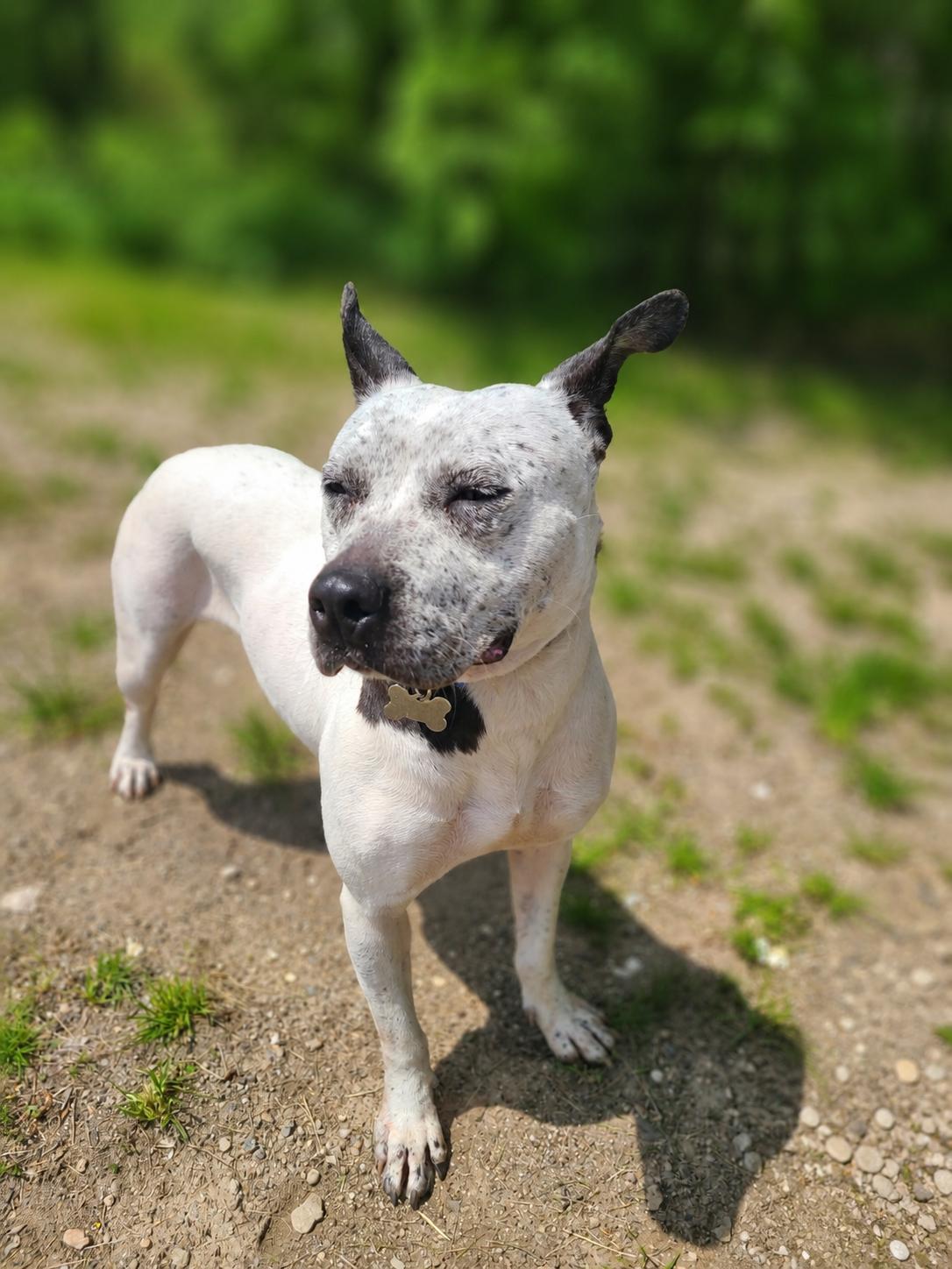 Arabella- Please help Foster Needed!, ADOPTABLE, Adult Female Terrier.