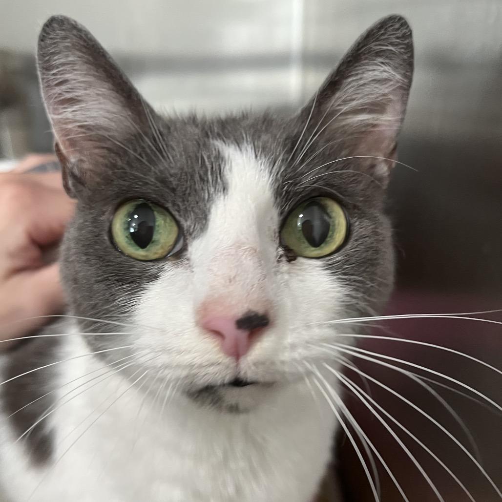 Tortilla, Adoptable, Adult Female Domestic Short Hair.