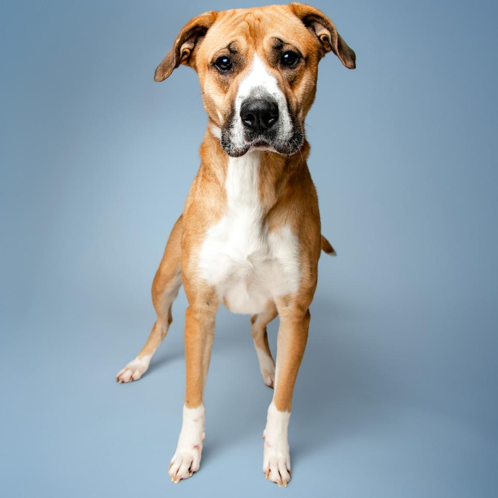 Enlarge Abigail, a Adoptable Mixed Breed in Jefferson city, TN image 1/3