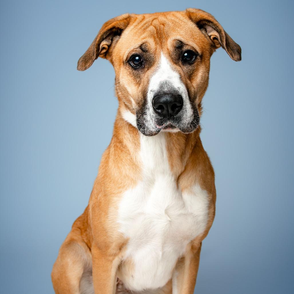 Enlarge Abigail, a Adoptable Mixed Breed in Jefferson city, TN image 2/3