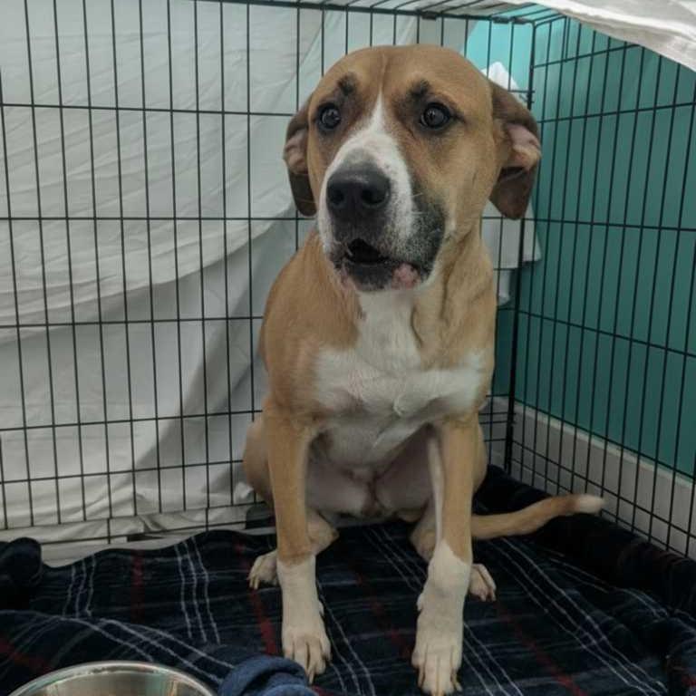 Enlarge Abigail, a Adoptable Mixed Breed in Jefferson city, TN image 3/3