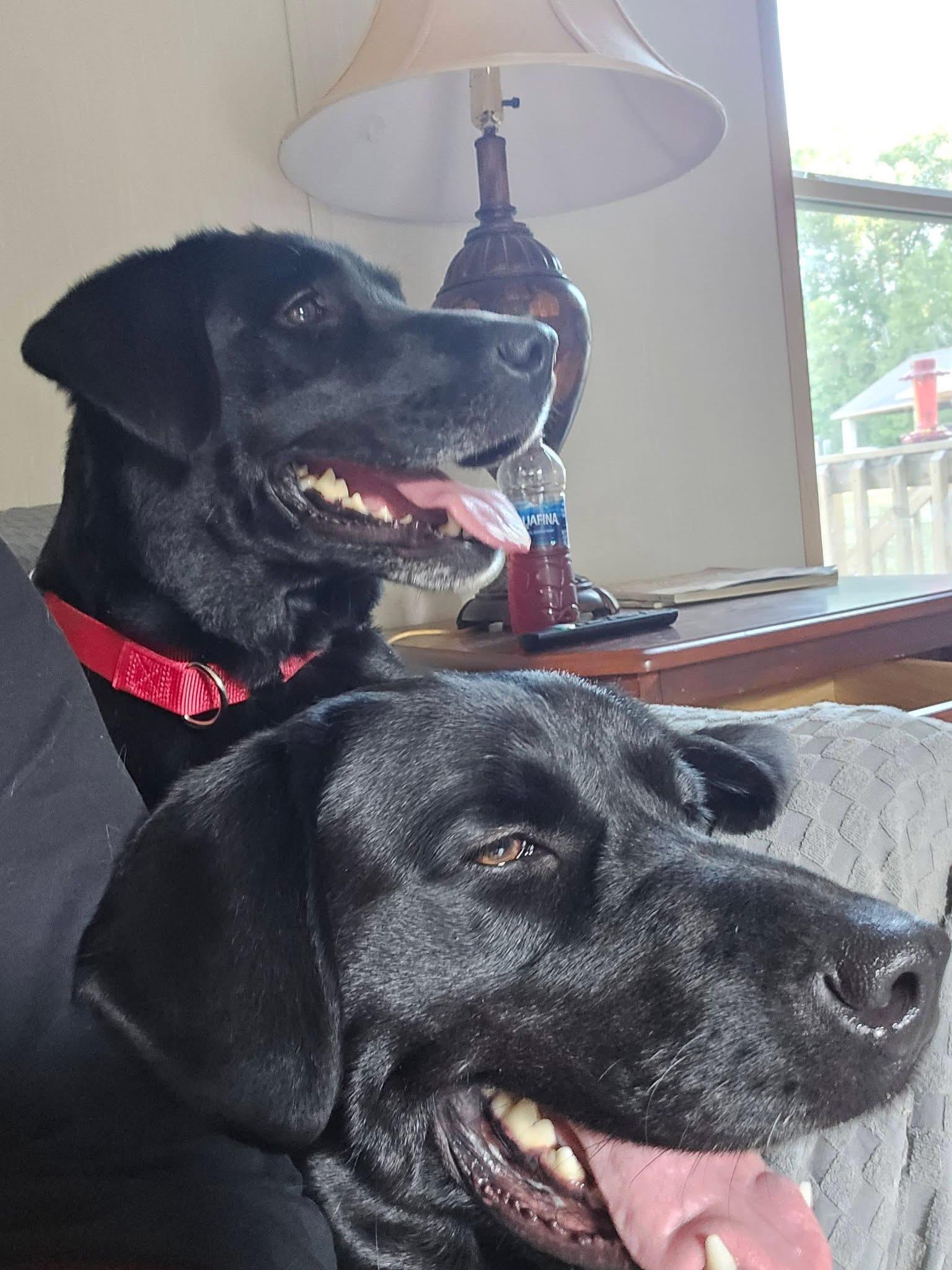 Cherry & Bailey (Bonded Pair), ADOPTABLE, Adult Female Labrador Retriever.