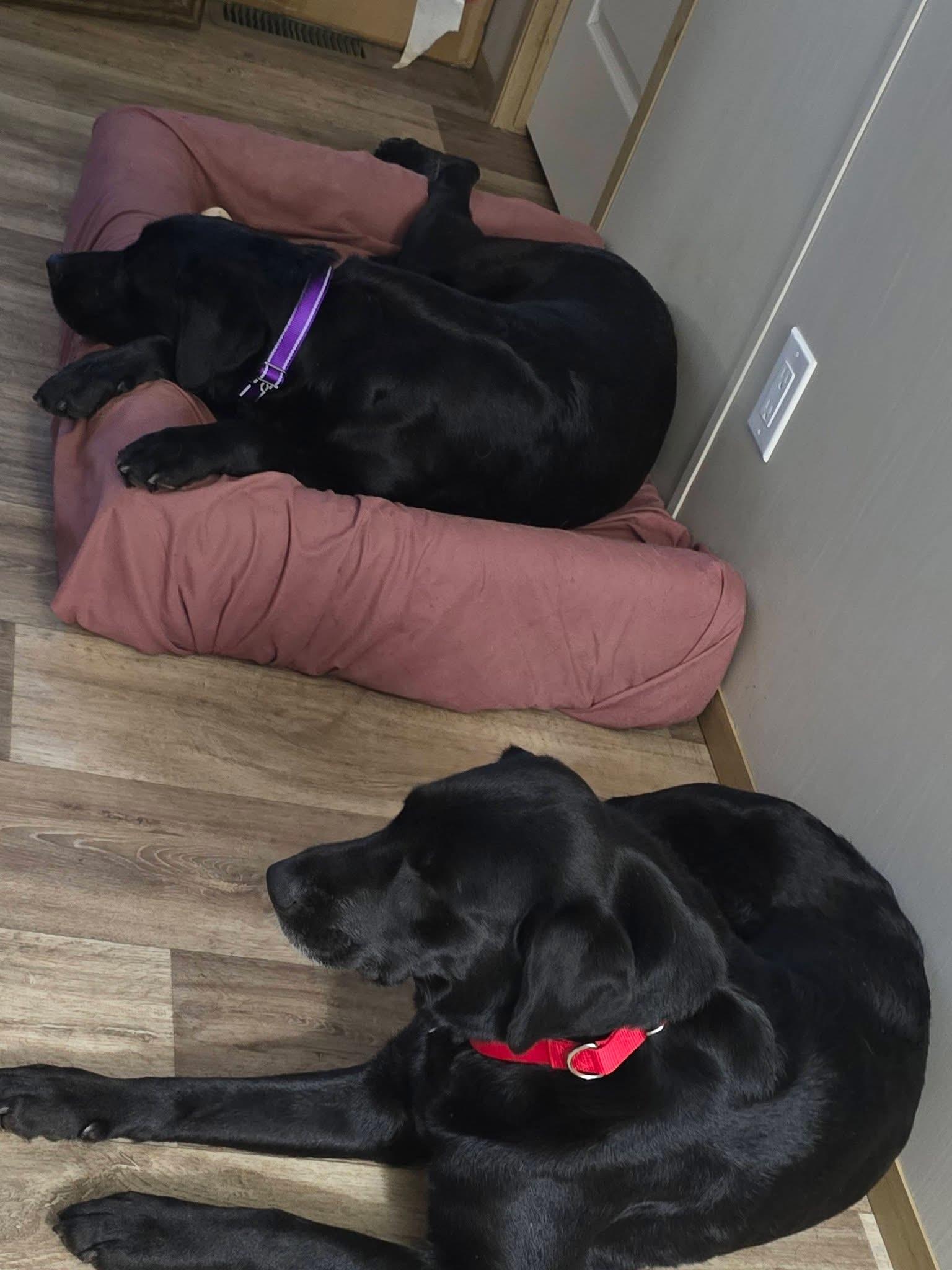 Enlarge Cherry & Bailey (Bonded Pair), a ADOPTABLE mixed breed in Elkton, MD image 6/6