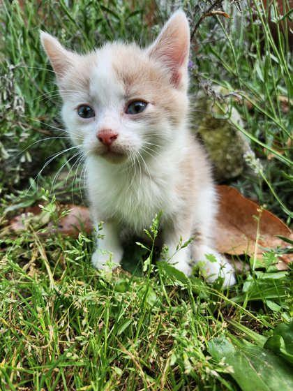 Sunnie, a Adoptable mixed breed in Wilkesboro, NC image 2/3
