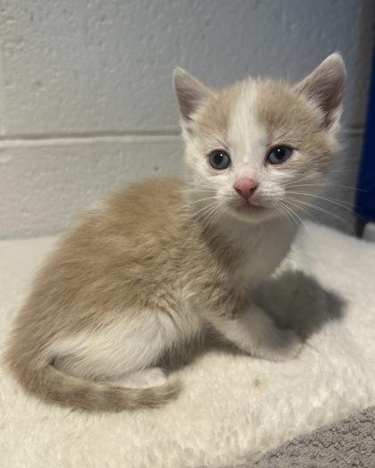 Sunnie, a Adoptable mixed breed in Wilkesboro, NC image 3/3
