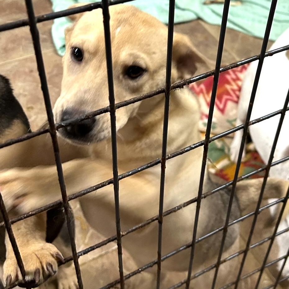 Nora, Adoptable, Puppy Female Shepherd.