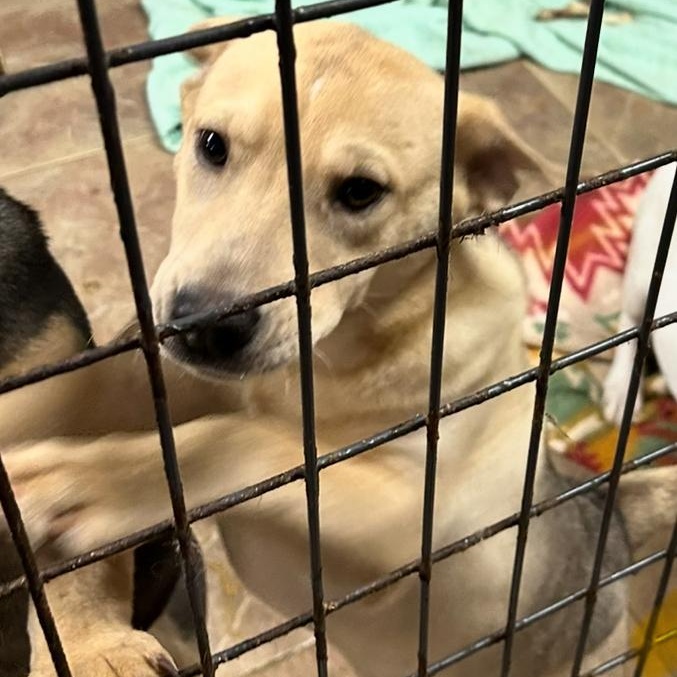 Nora, a Adoptable mixed breed in Bartonsville, PA image 3/4