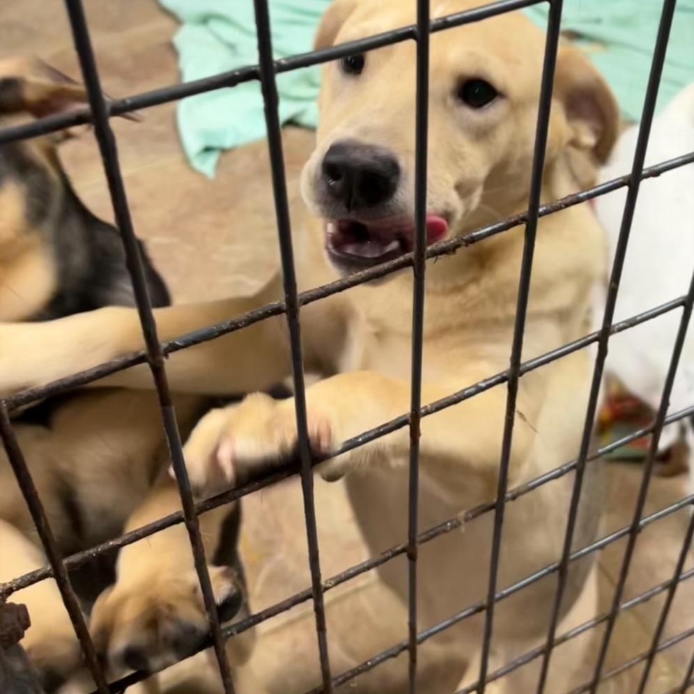 Nora, a Adoptable mixed breed in Bartonsville, PA image 4/4