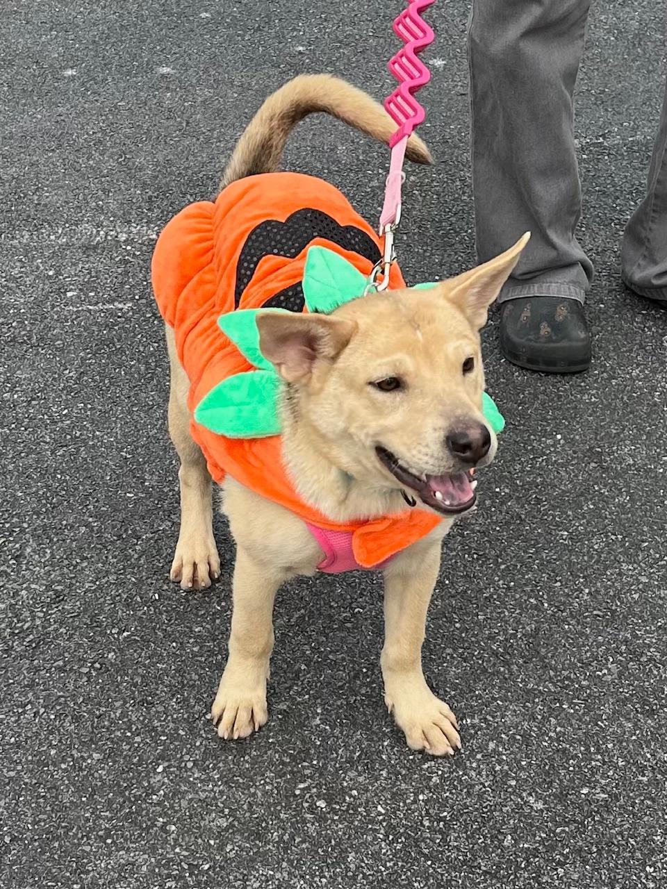 Nora, a Adoptable mixed breed in Bartonsville, PA image 1/4