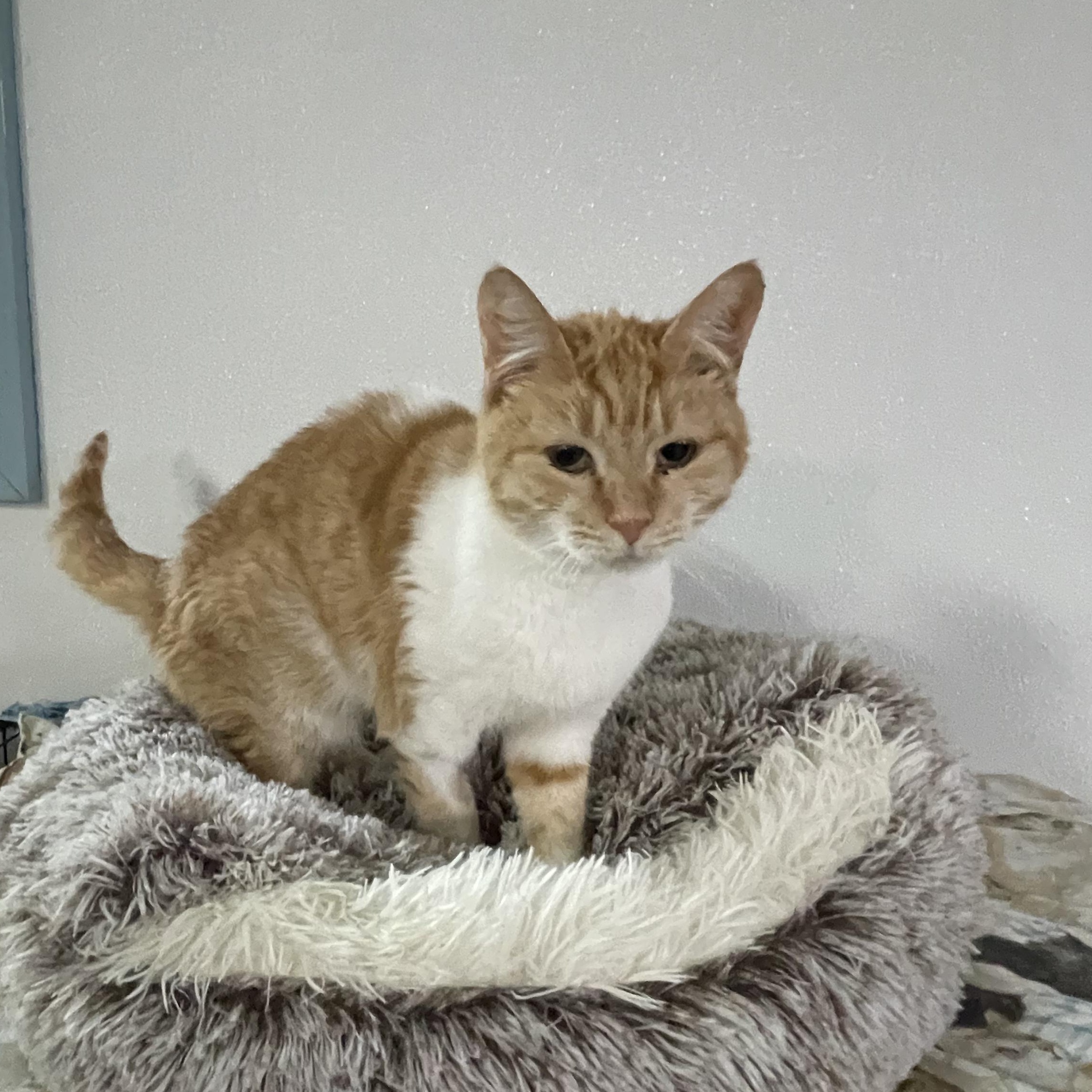 Campfire ** Senior Sweet Lady ** @ Livonia PetSmart
