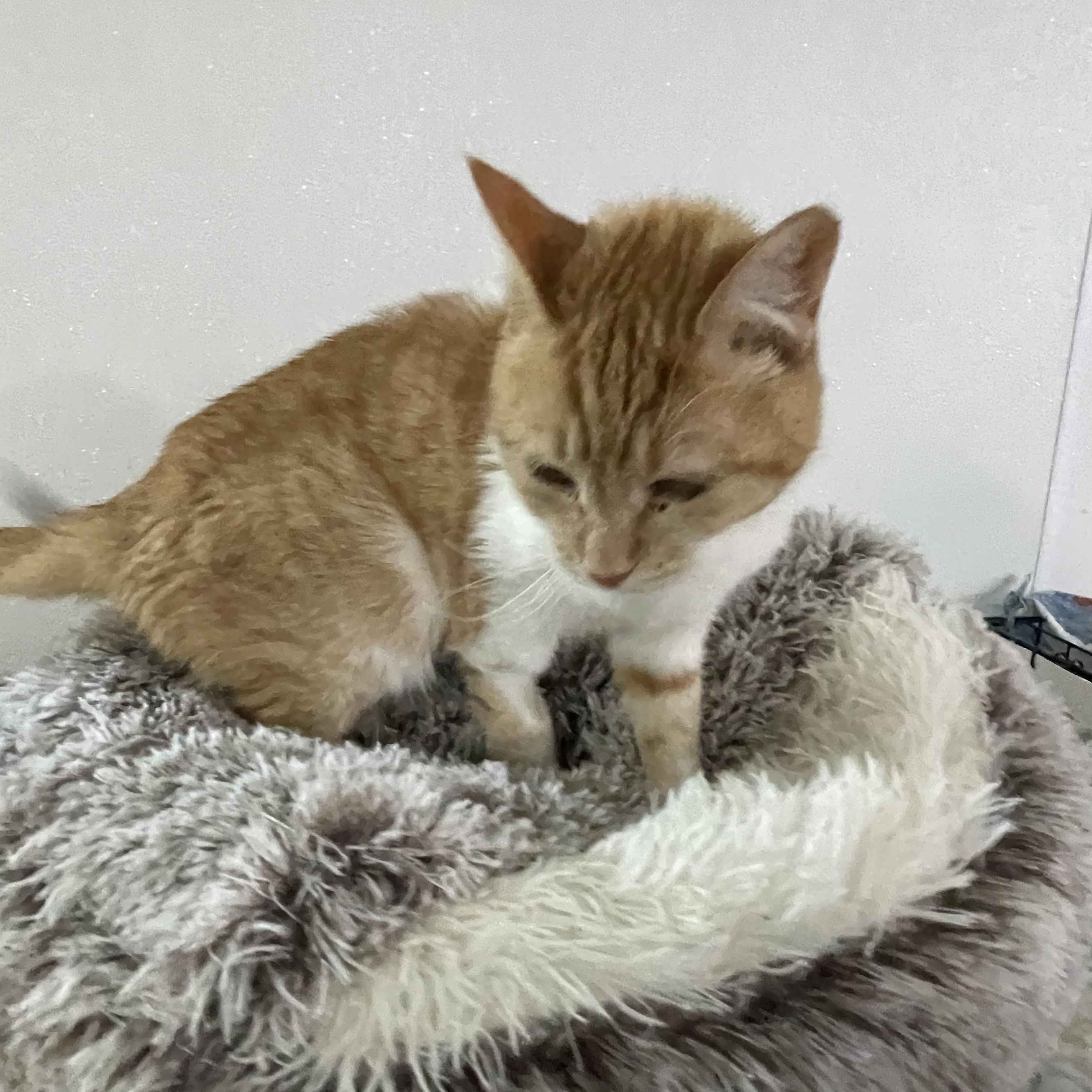 Campfire ** Senior Sweet Lady ** @ Livonia PetSmart