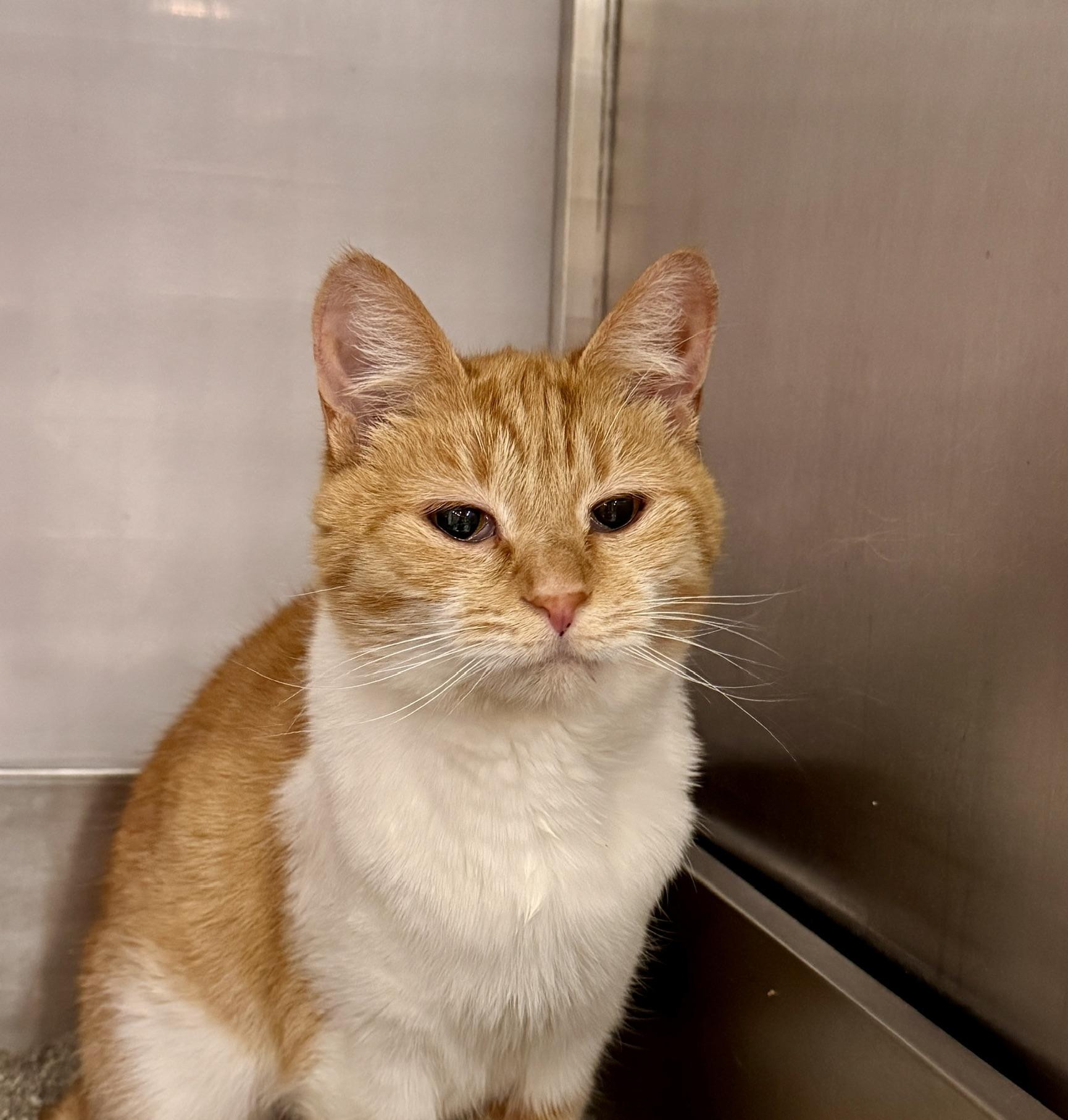 Campfire ** Senior Sweet Lady ** @ Livonia PetSmart