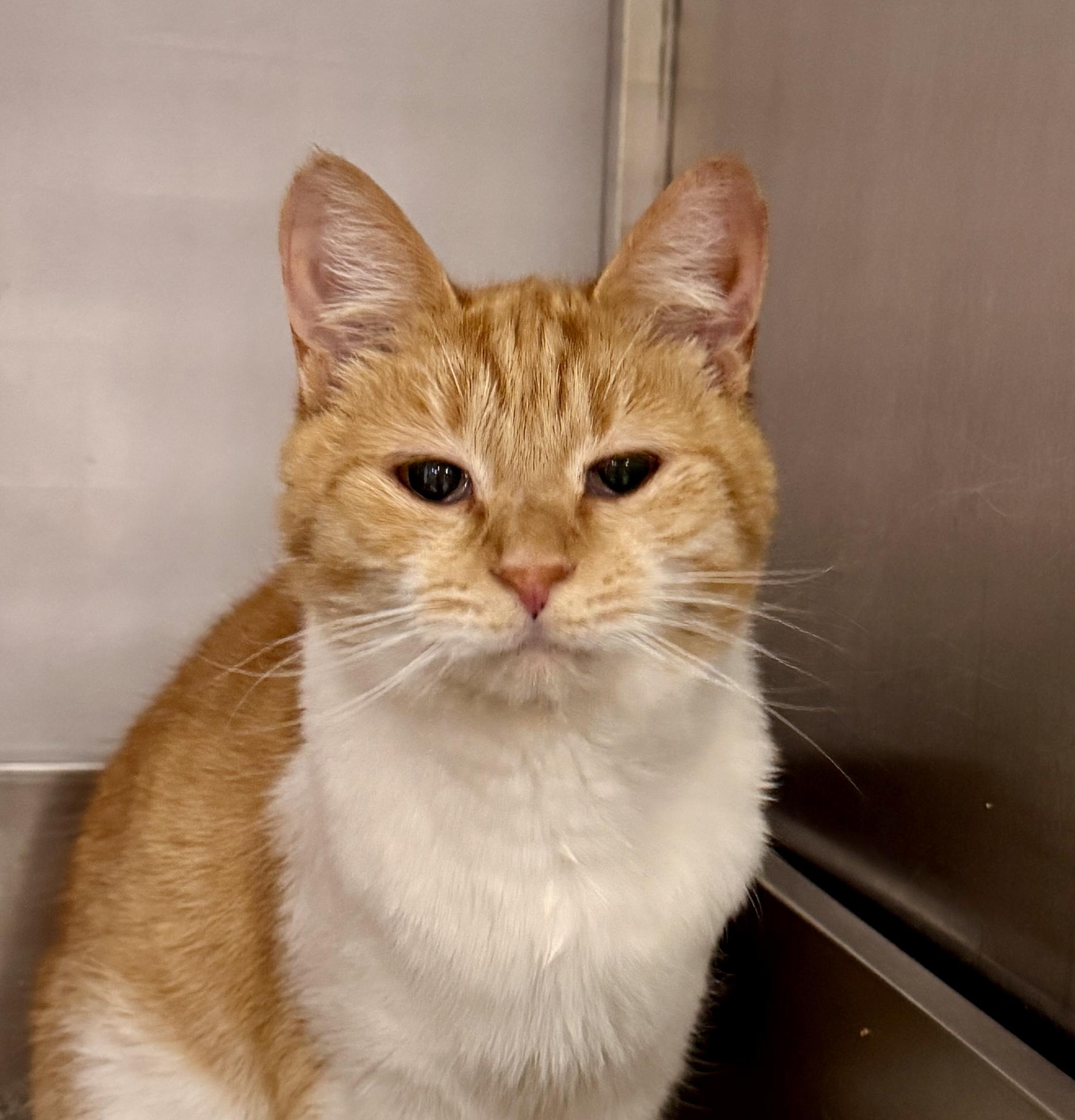 Campfire ** Senior Sweet Lady ** @ Livonia PetSmart