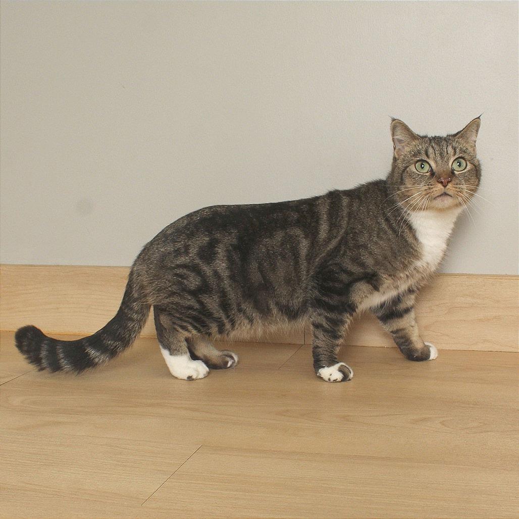 Cece ** C66957, Adoptable, Adult Female Domestic Short Hair.