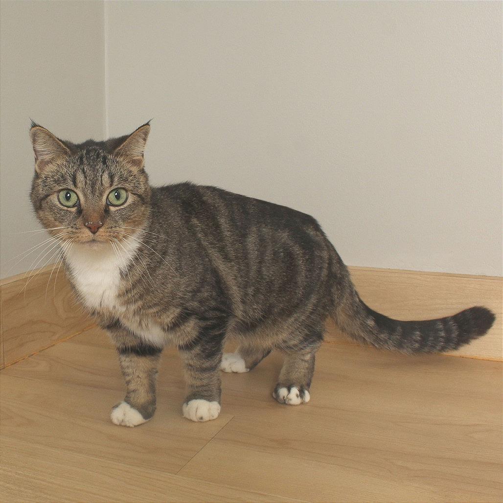 Enlarge Cece ** C66957, a Adoptable Domestic Short Hair in Minnetonka, MN image 2/6