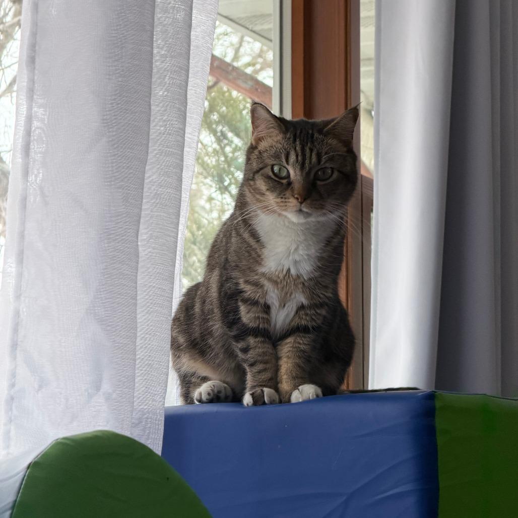 Enlarge Cece ** C66957, a Adoptable Domestic Short Hair in Minnetonka, MN image 3/6