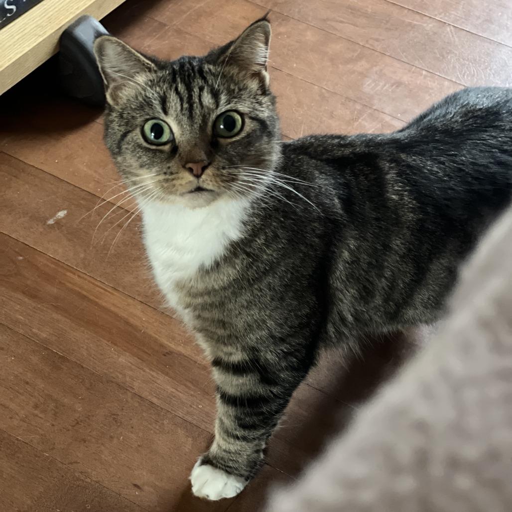 Enlarge Cece ** C66957, a Adoptable Domestic Short Hair in Minnetonka, MN image 4/6