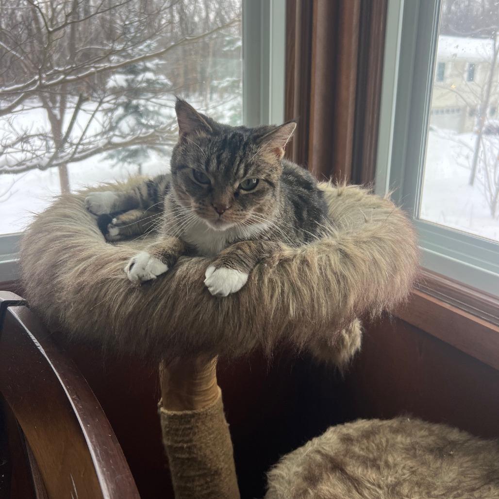 Enlarge Cece ** C66957, a Adoptable Domestic Short Hair in Minnetonka, MN image 5/6