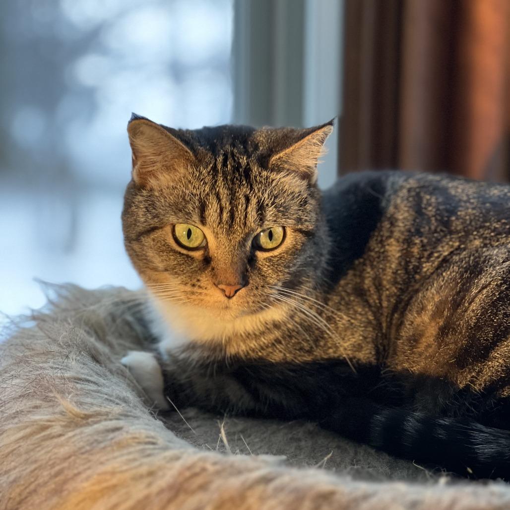 Enlarge Cece ** C66957, a Adoptable Domestic Short Hair in Minnetonka, MN image 6/6