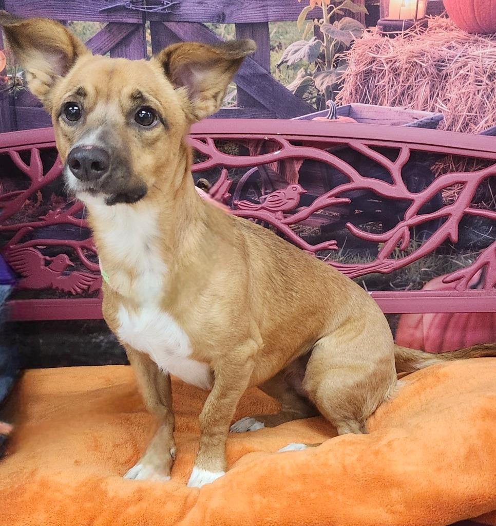 Enlarge Remi, a Adoptable Dachshund in Little Rock, AR image 1/1