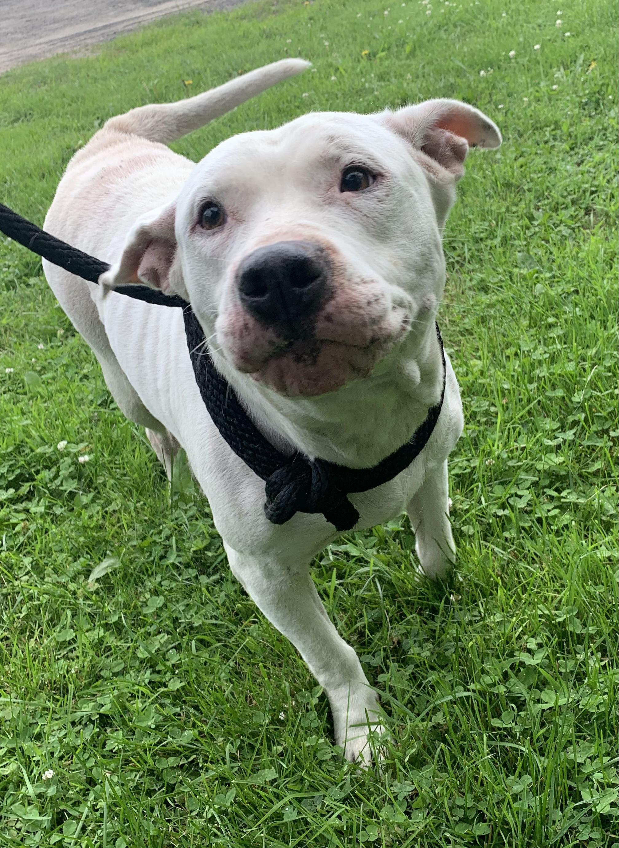 Sugar, Adoptable, Adult Female American Staffordshire Terrier.
