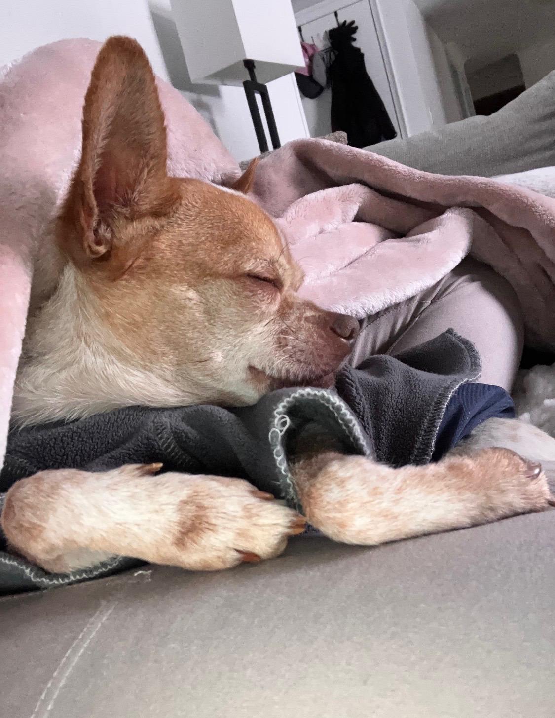 Enlarge Riviera Lopez, a ADOPTABLE Chihuahua in Armada, MI image 1/4