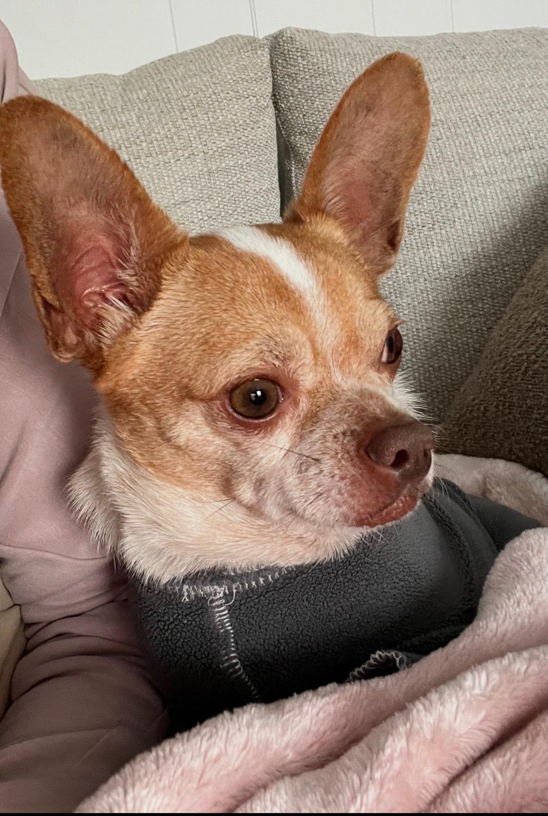 Enlarge Riviera Lopez, a ADOPTABLE Chihuahua in Armada, MI image 2/4