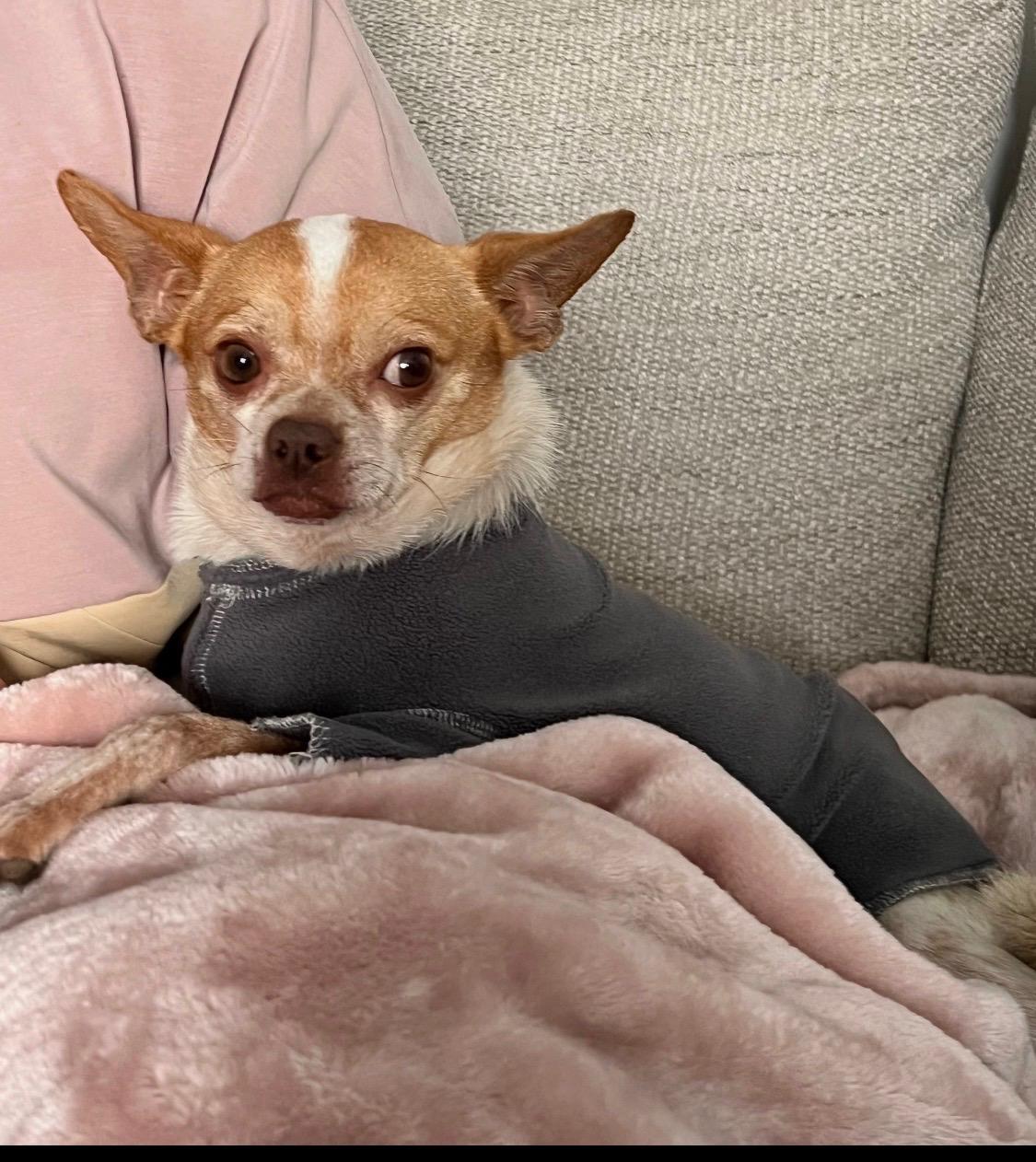 Enlarge Riviera Lopez, a ADOPTABLE Chihuahua in Armada, MI image 3/4