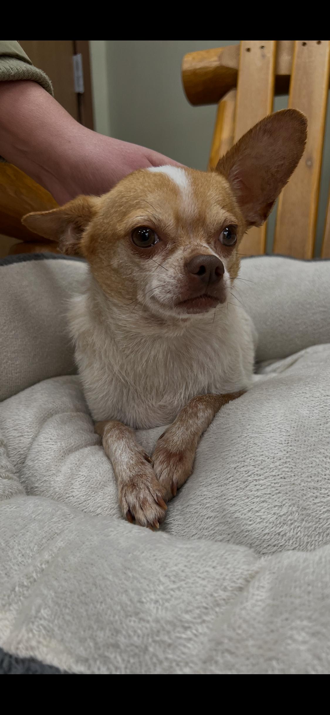 Enlarge Riviera Lopez, a ADOPTABLE Chihuahua in Armada, MI image 4/4
