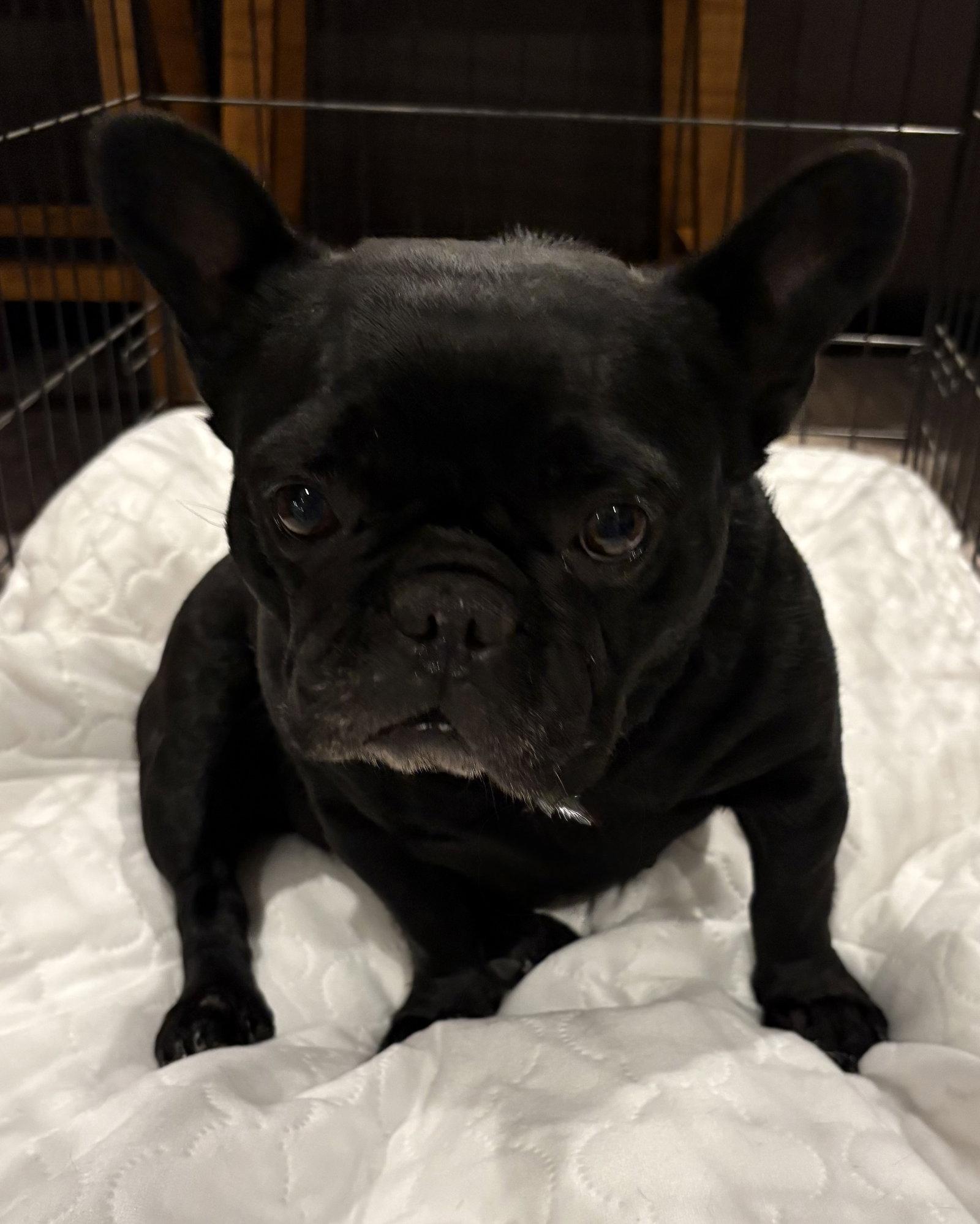 Onyx, a Adoptable French Bulldog in Fenton, MO image 1/2