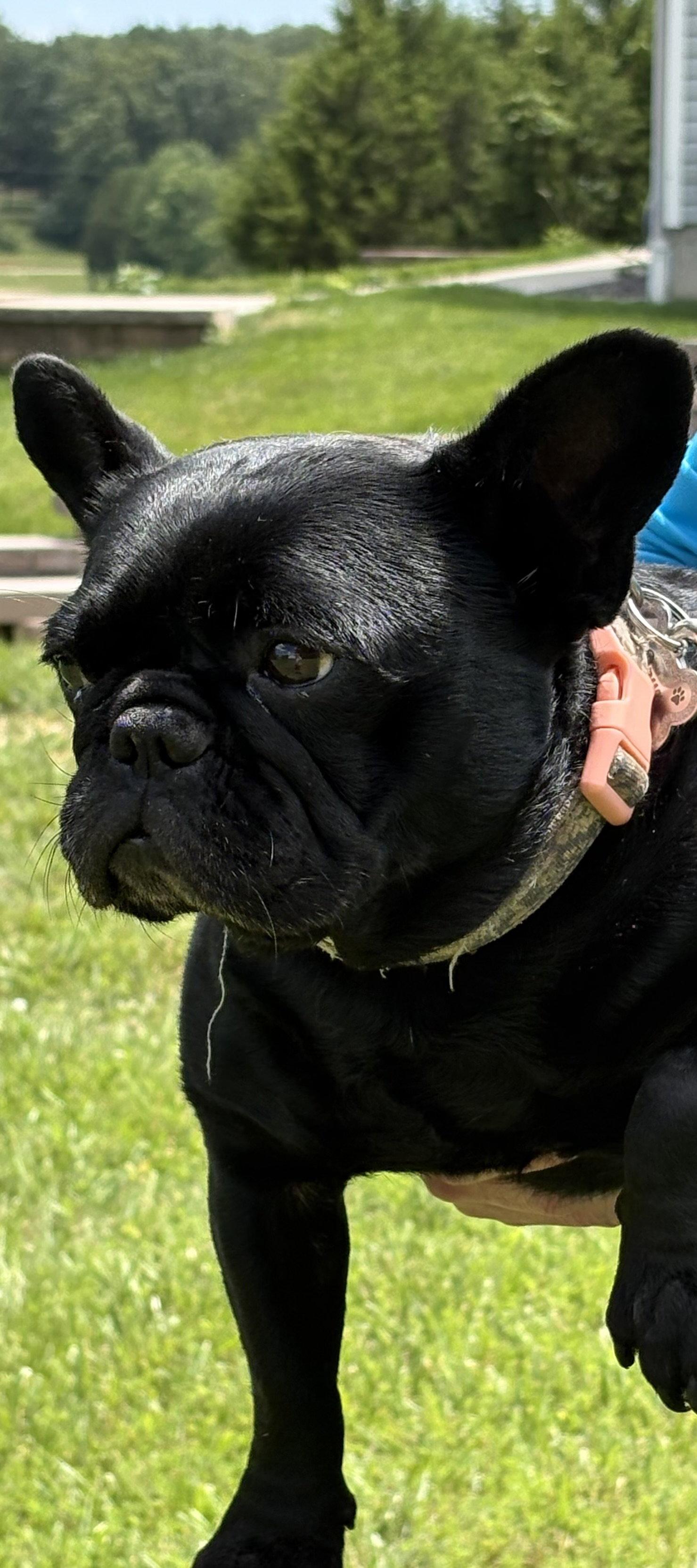 Onyx, a Adoptable French Bulldog in Fenton, MO image 2/2