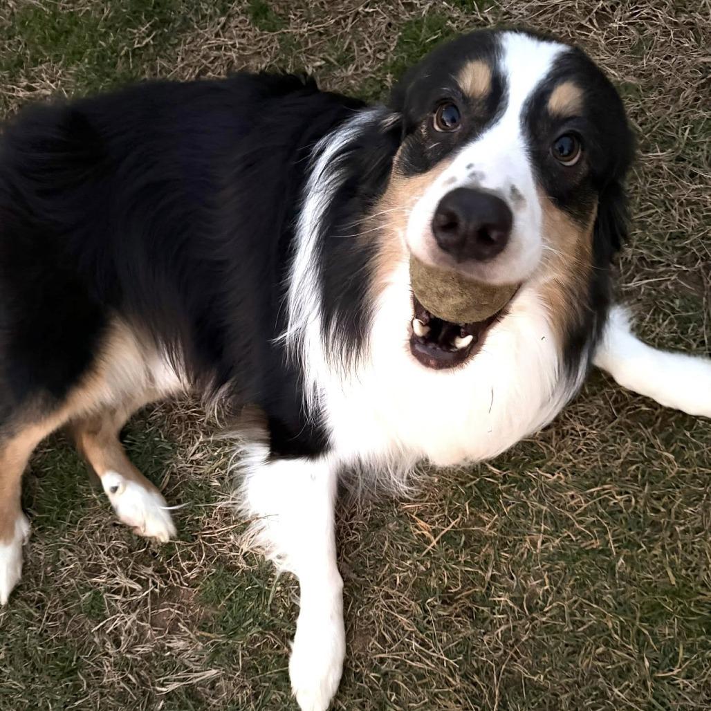 Enlarge Rocko, a Adoptable Australian Shepherd in Alexandria, VA image 1/5