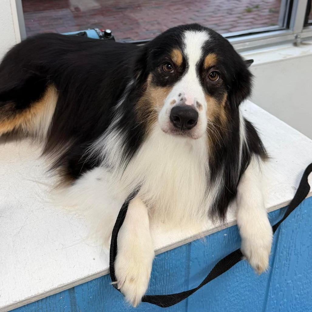 Enlarge Rocko, a Adoptable Australian Shepherd in Alexandria, VA image 2/5