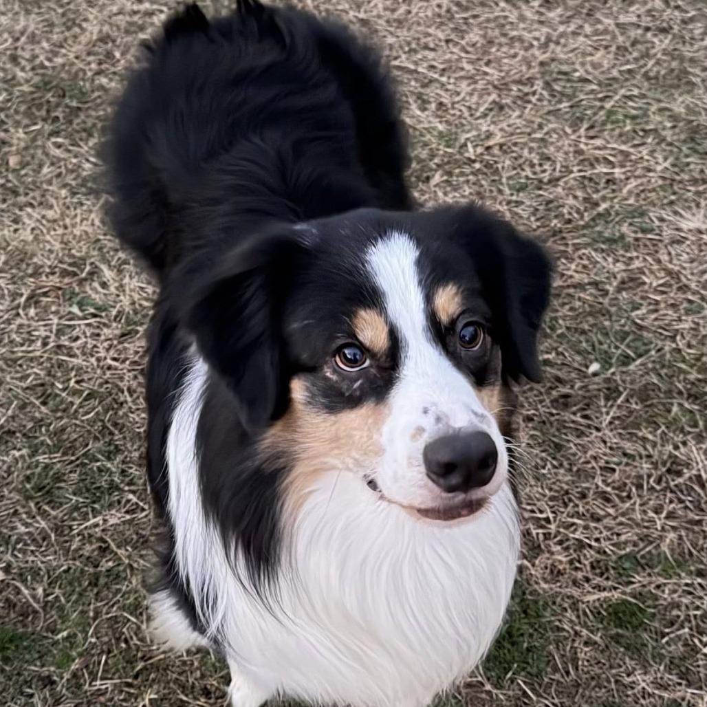 Enlarge Rocko, a Adoptable Australian Shepherd in Alexandria, VA image 3/5