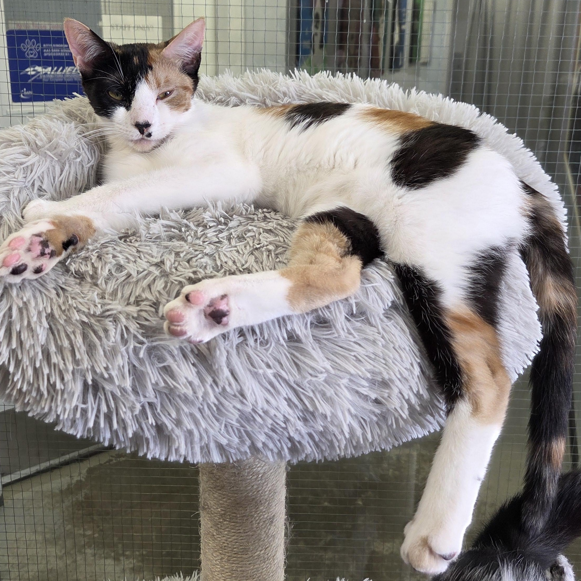 Enlarge Janet, a ADOPTABLE Domestic Short Hair in Brooks, AB image 1/1