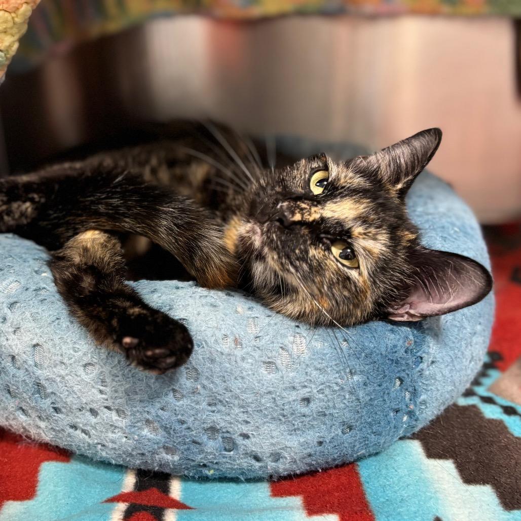 Snickers, Adoptable, Adult Female Domestic Short Hair.