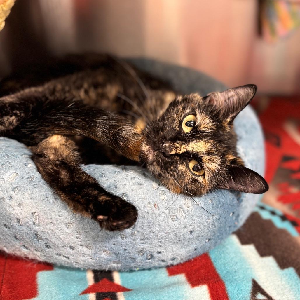Enlarge Snickers, a Adoptable Domestic Short Hair in Nashville, IN image 2/6