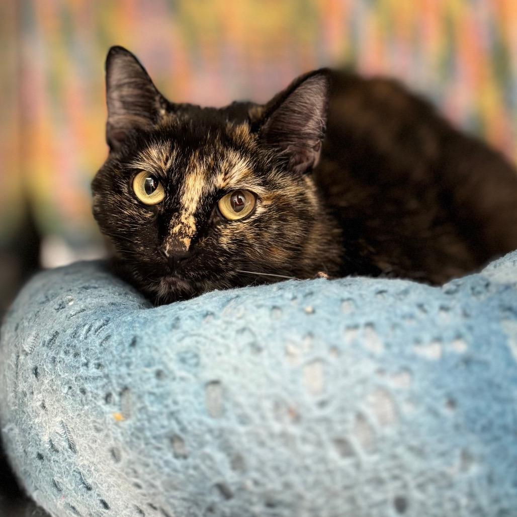 Enlarge Snickers, a Adoptable Domestic Short Hair in Nashville, IN image 3/6