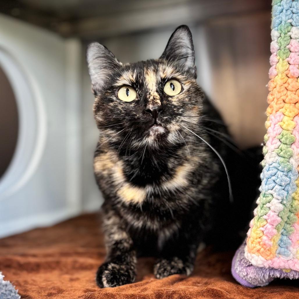 Enlarge Snickers, a Adoptable Domestic Short Hair in Nashville, IN image 4/6