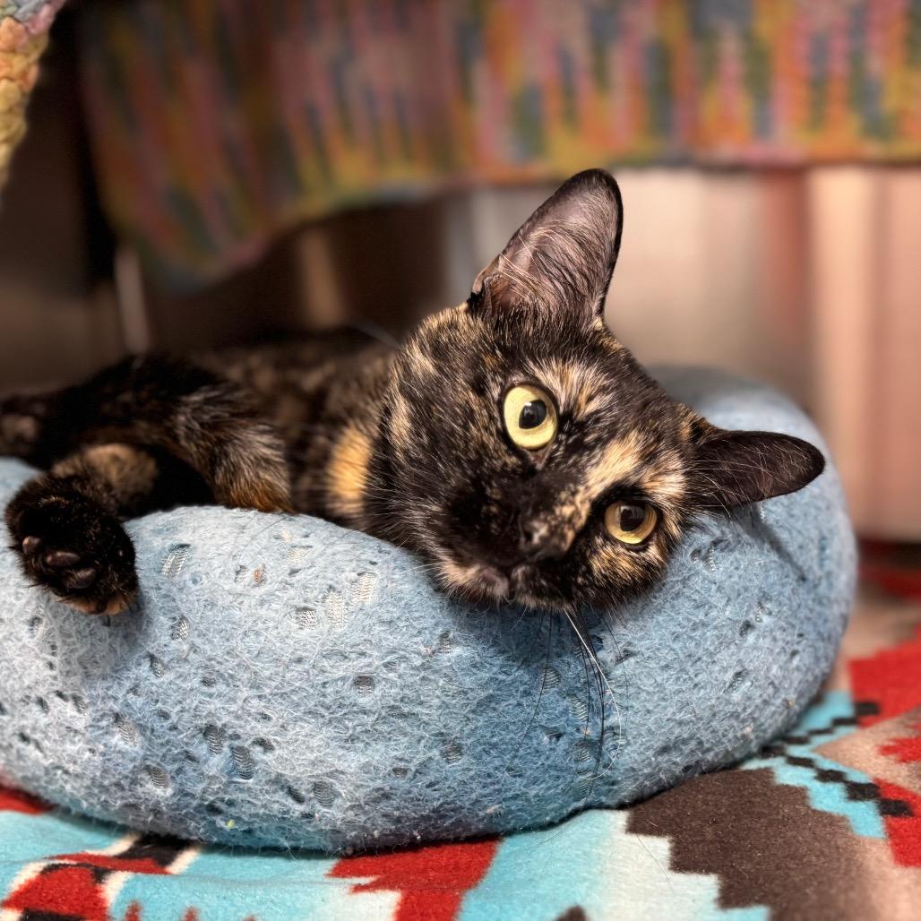 Enlarge Snickers, a Adoptable Domestic Short Hair in Nashville, IN image 5/6
