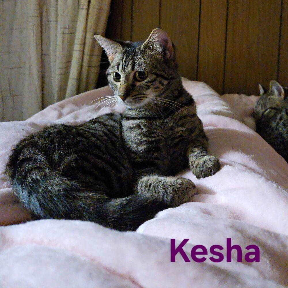 Kesha, Adoptable, Young Female Tabby.