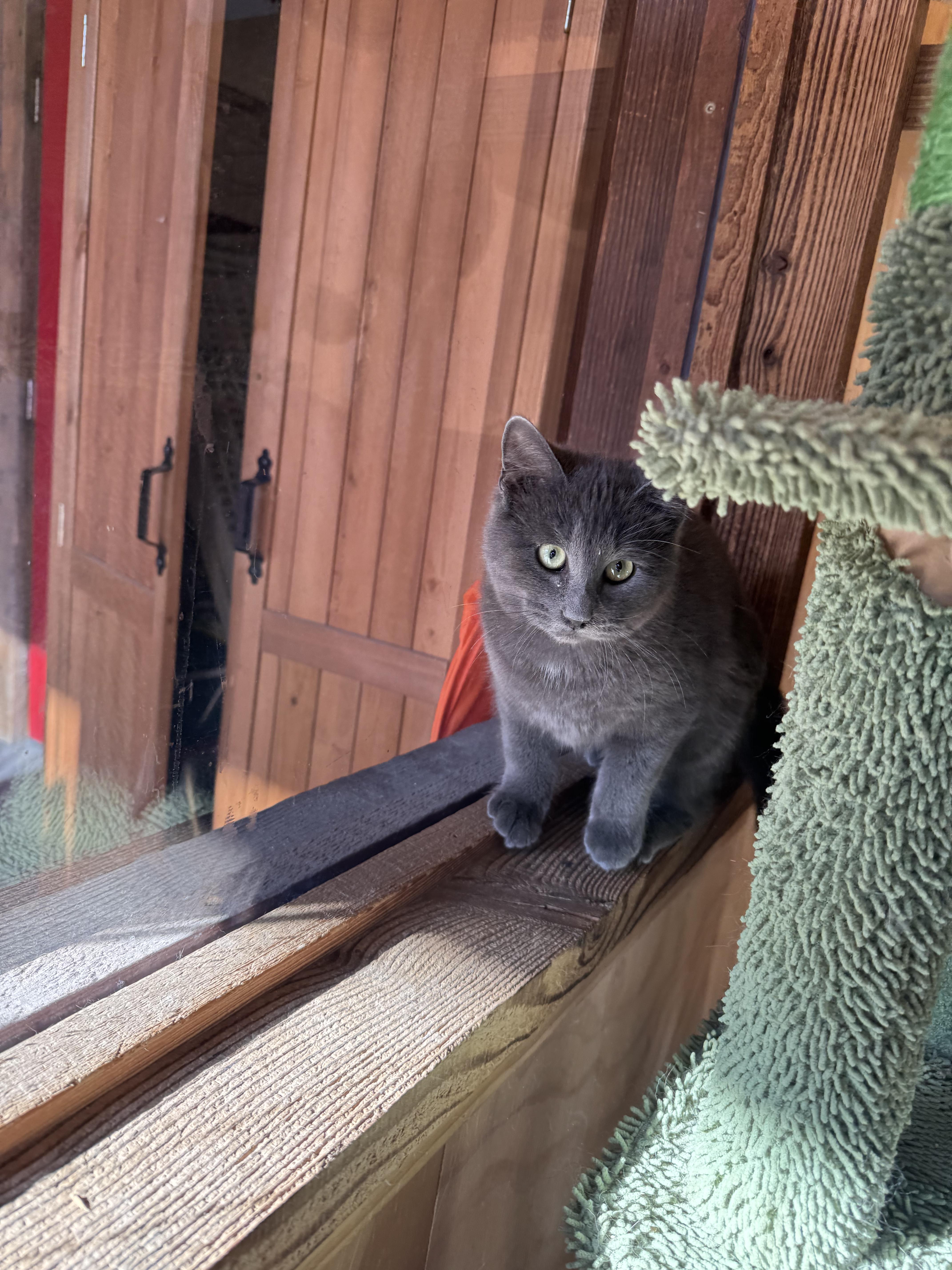 Enlarge Buggie, an adoptable Domestic Short Hair in Jackson, WY image 2/2