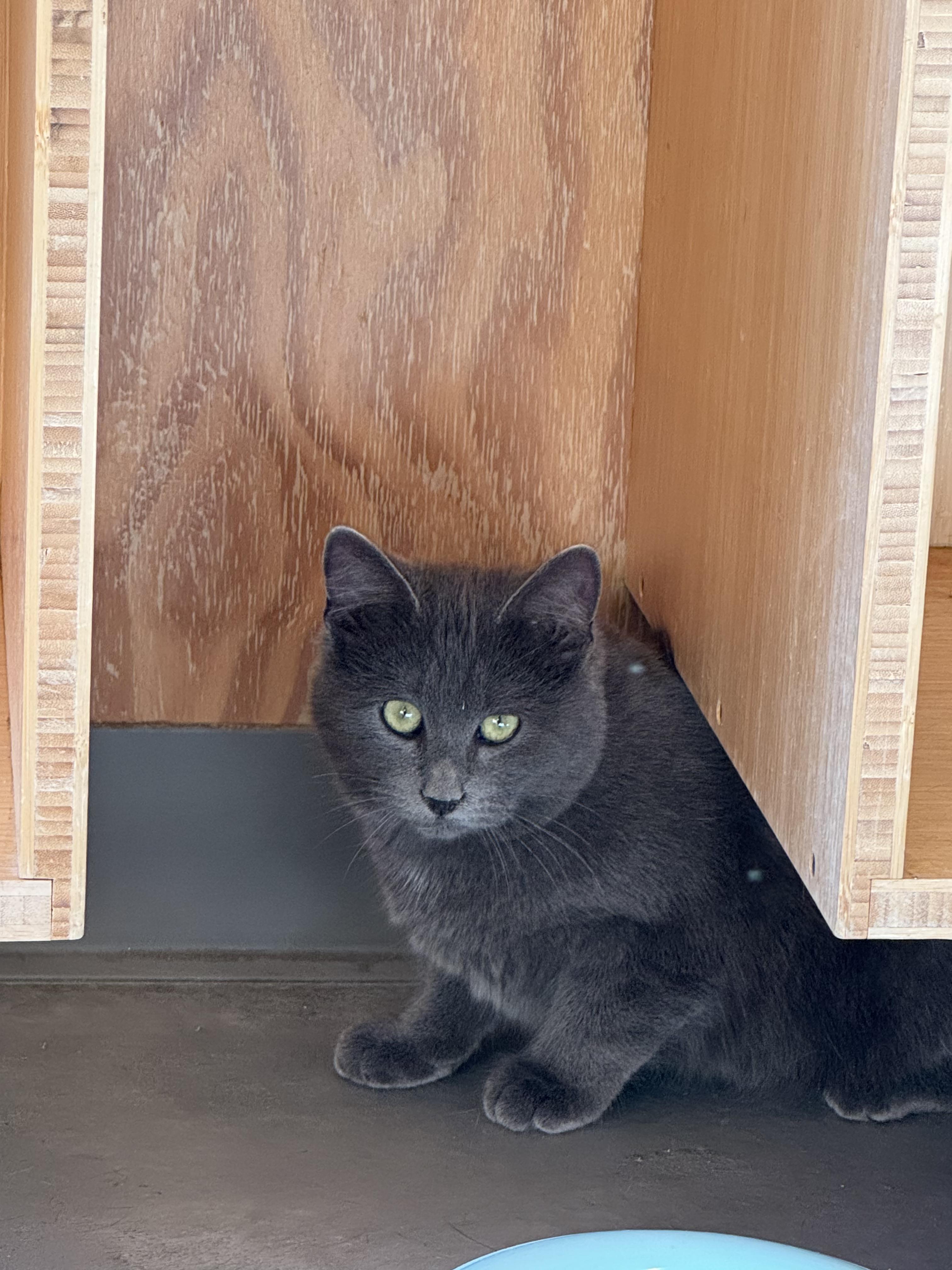 Enlarge Buggie, an adoptable Domestic Short Hair in Jackson, WY image 1/2