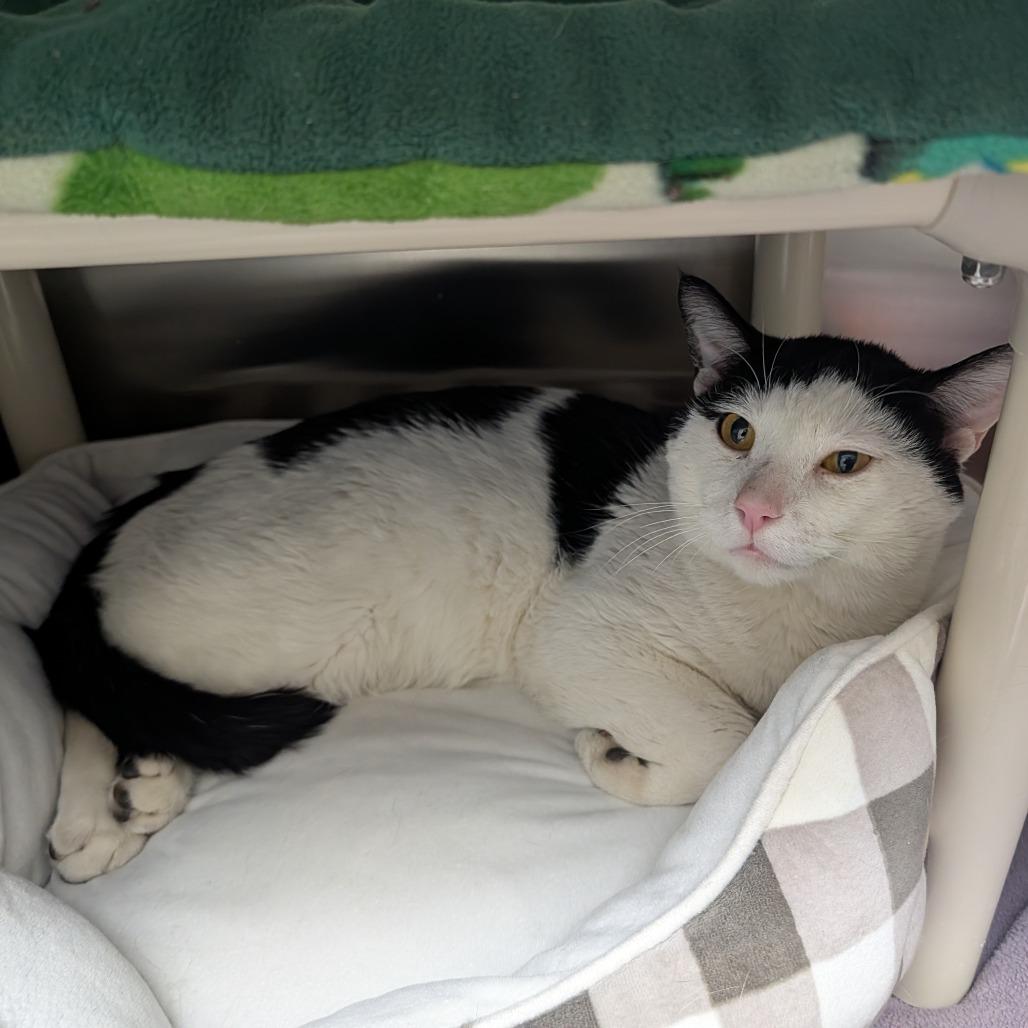 Enlarge Skiff, a Adoptable Domestic Short Hair in Detroit Lakes, MN image 1/1