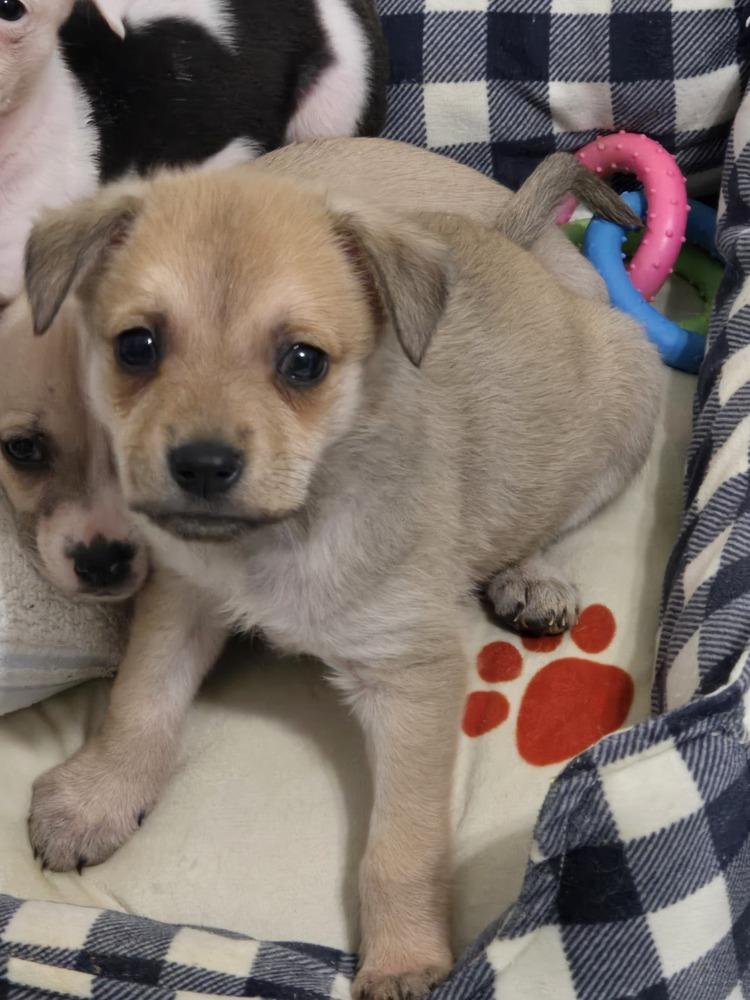 Enlarge Loretta, a Adoptable mixed breed in Bend, OR image 3/4