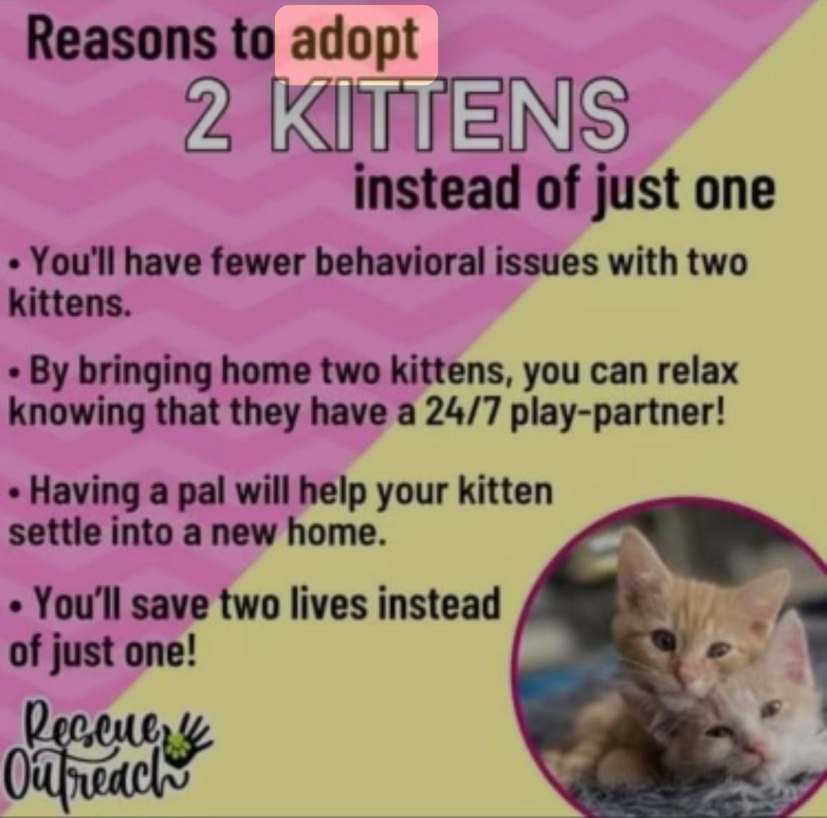 Enlarge SESAME , an adopted Domestic Short Hair in Spotswood, NJ image 3/4