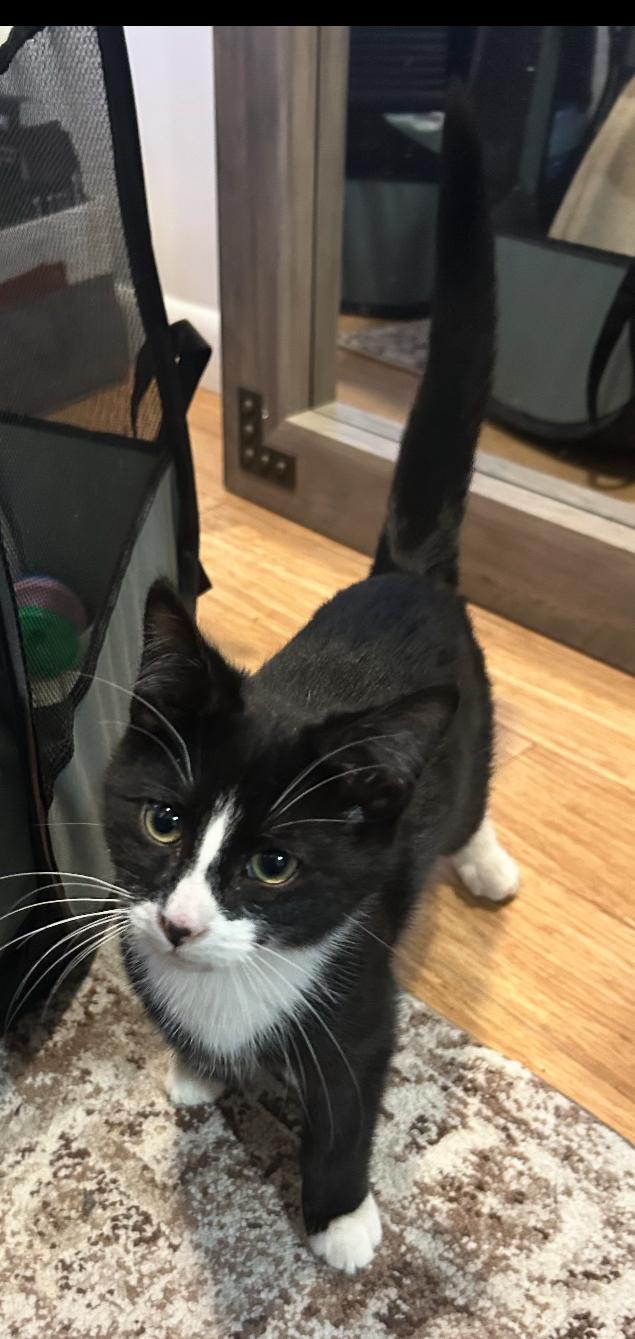 Enlarge SESAME , an adopted Domestic Short Hair in Spotswood, NJ image 2/4