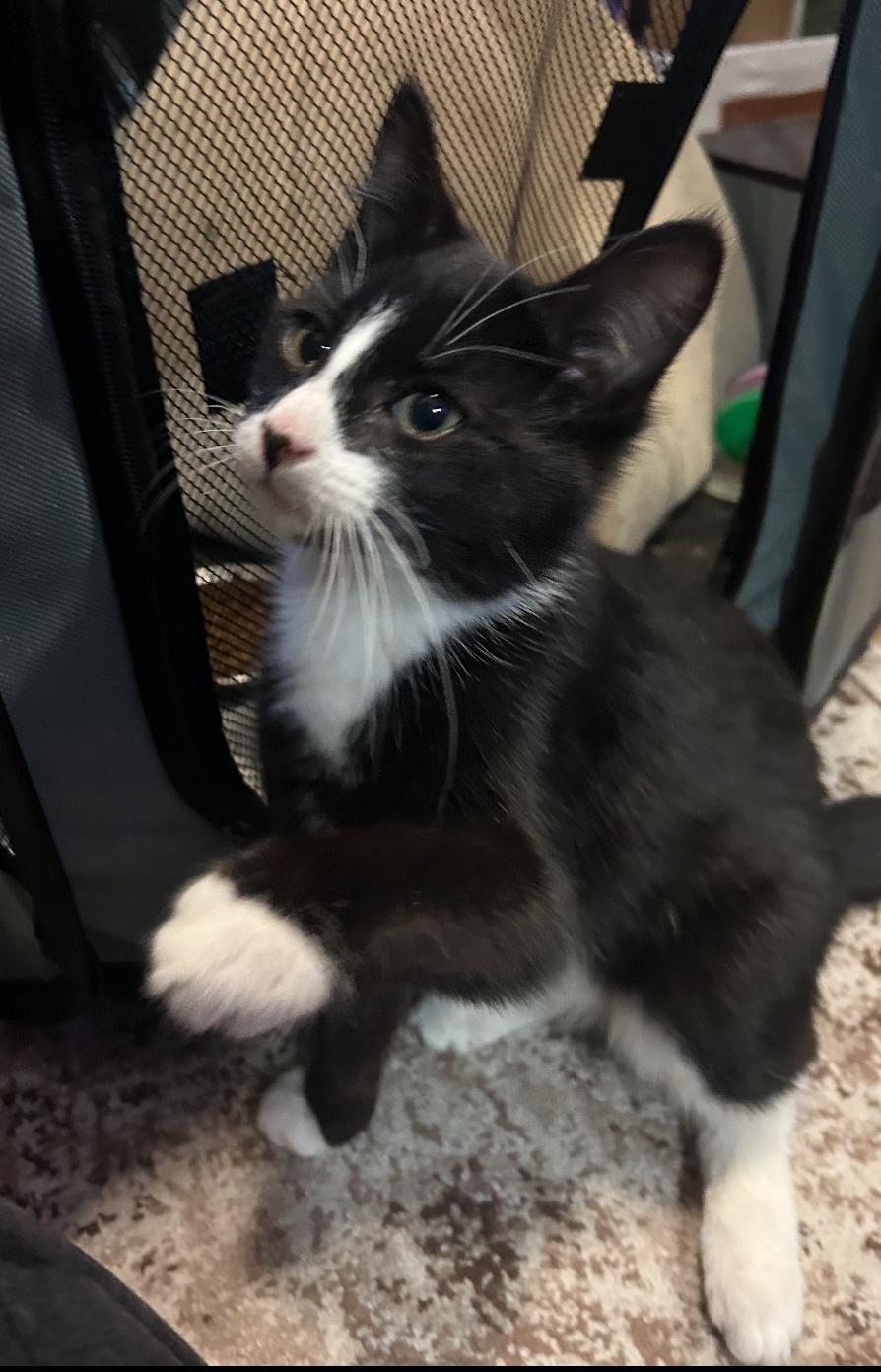 Enlarge SESAME , an adopted Domestic Short Hair in Spotswood, NJ image 1/4