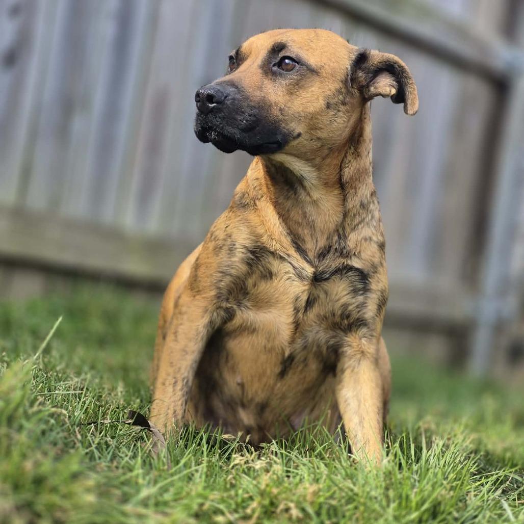 Sybil, Adoptable, Adult Female Black Mouth Cur & Mixed Breed.